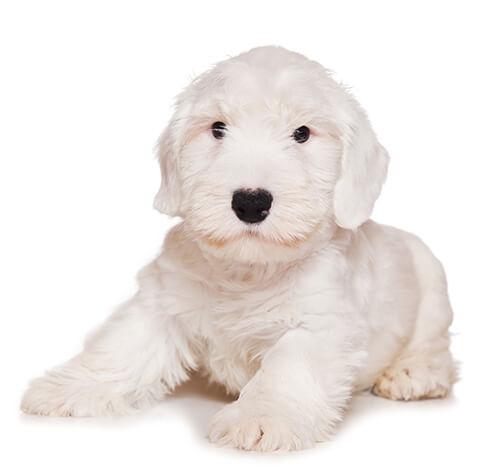 Sealyham Terrier Dog Breed Information | Purina